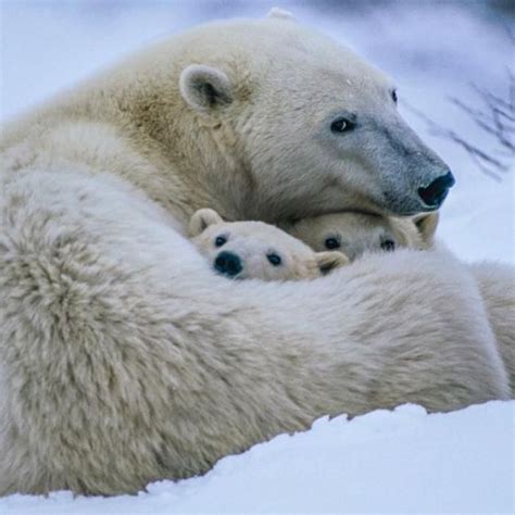 Lours Polaire En 44 Photographies Uniques Archzinefr Baby Polar