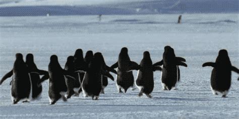 Penguin Running  Find And Share On Giphy