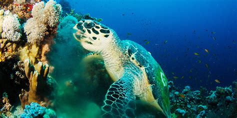 Hawksbill Sea Turtle National Wildlife Federation