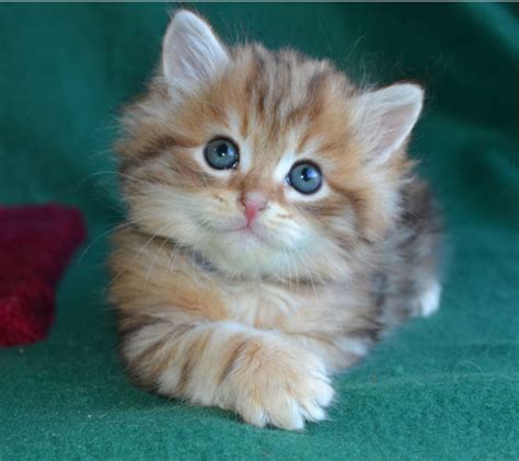 They love to play and seek the attention of their caregiver or companion, but they do not overly demand it. Siberian Cats and kittens for sale in Texas, from Russia ...
