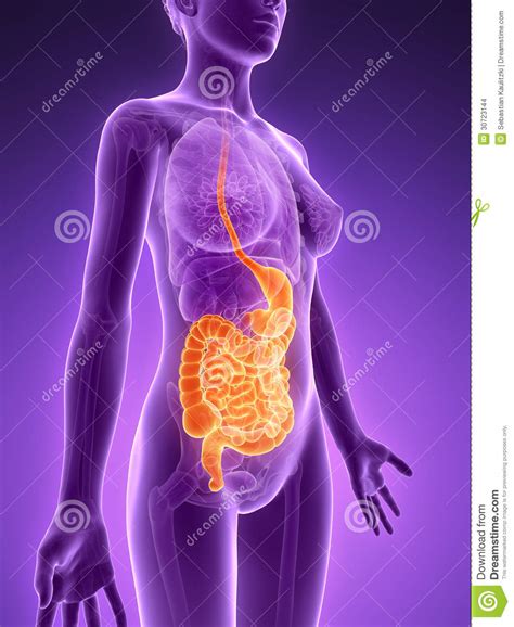 Highlighted Digestive System Stock Illustration - Illustration of ...