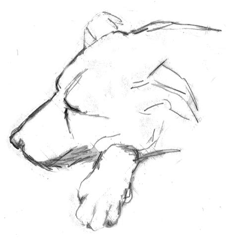 Dog Sleep Doze Sleeping Dog Drawing Sketch Pencil Pencil Drawing