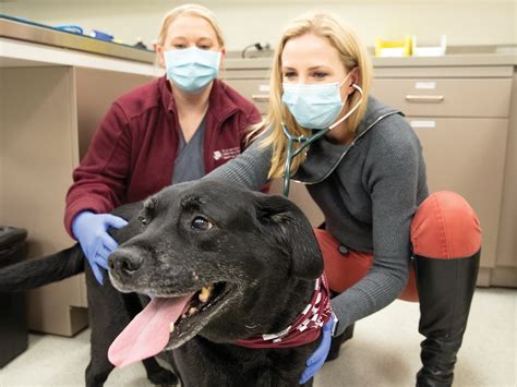 While it's not uncommon to break your lease—whether it's because you need to move to a new place for a new job. Texas A&M Veterinary Teaching Hospital Helps Veteran's Dog ...