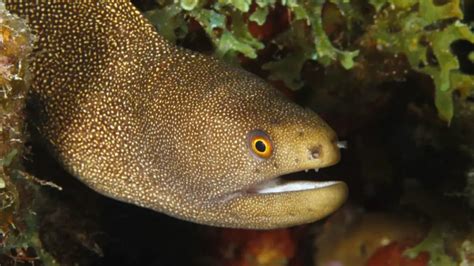 20 Interesting Facts About Eels Learn More