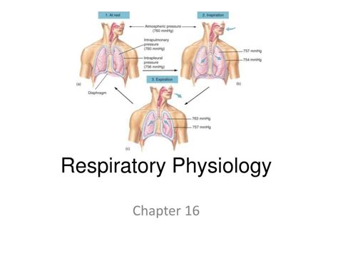 Ppt Respiratory Physiology Powerpoint Presentation Free Download