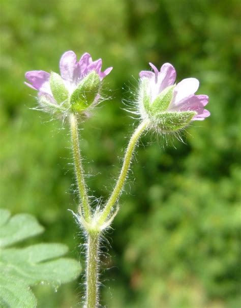 Small Flowered Geranium Geranium Pusillum Species Information Page