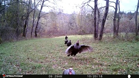 2020 Spring Turkey Hunting Starts May 2 Youtube