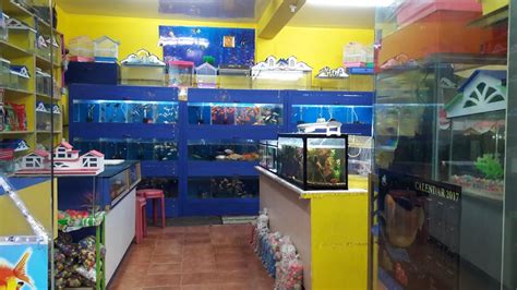 Aquamarine Fish Aquarium And Pet Shop Best Pet Store In Hunsur
