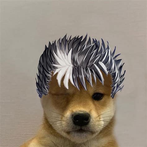 Dog With Guts Hair Dogwifhat Know Your Meme
