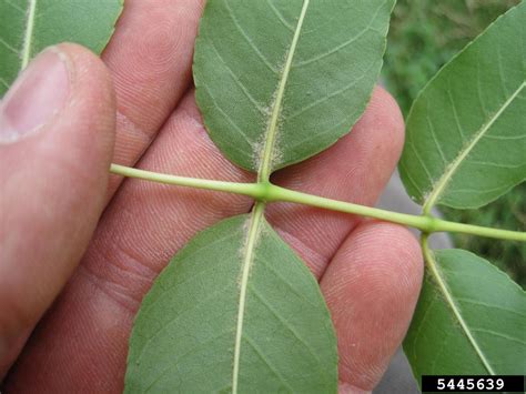 Blue Ash Fraxinus Quadrangulata