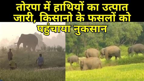 खूंटी जिला में हाथियों का उत्पात जारी किसानो के फसलों को पहुंचाया