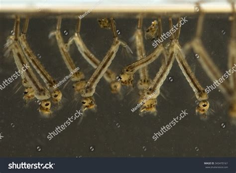 Gnats Mosquitoes Larvae Stock Photo 343470161 Shutterstock
