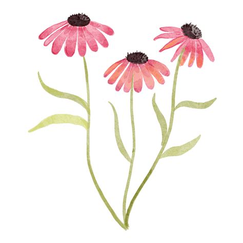 Echinacea Png Transparent Echinacea Watercolor Purple Flowers And