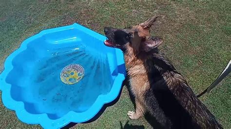 Our German Shepherd Playing Her Pool Youtube