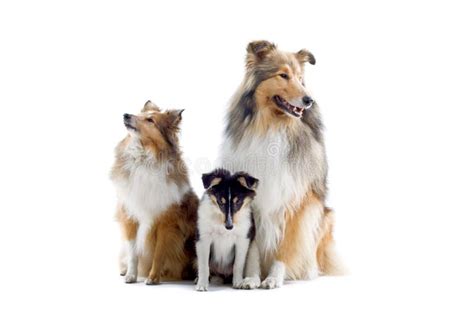 Scottish Collie Dogs Stock Image Image Of Isolated English 4097843