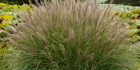 8 Ornamental Grasses That Grow Well In The Shade Gfl Outdoors