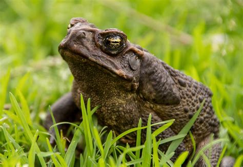 Toadzilla Giant Cane Toad Discovered In Queensland Could Be The World
