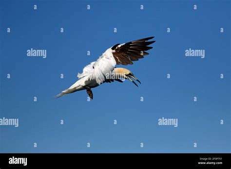 Northern Gannets Diving For Fish Stock Photo Alamy