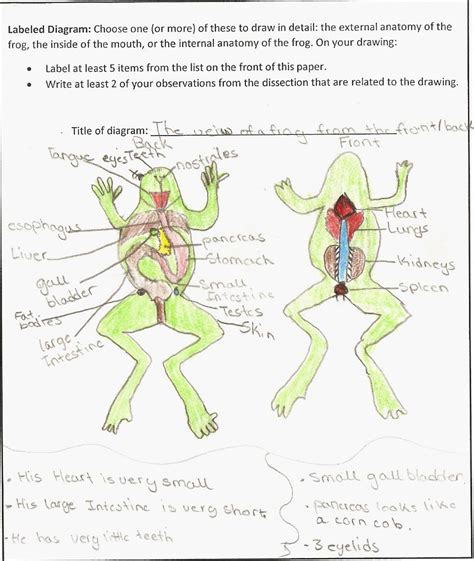 Frog Dissection Lab Worksheet