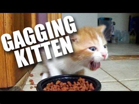 Take a walk through your home. Gagging Kitten Keeps Eating (Funny) (Original) - YouTube