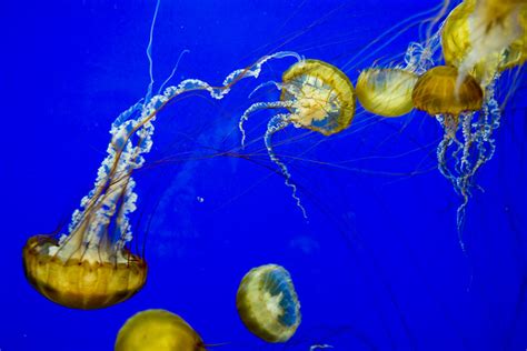 Beautiful Bell Jellyfish Flickr Photo Sharing