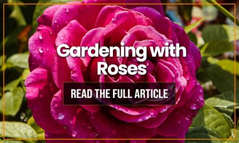 Gardening With Roses Holly Days Nursery Garden Center And Landscaping