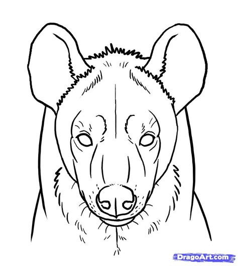 How To Draw Hyenas Step By Step Safari Animals Animals Free Online