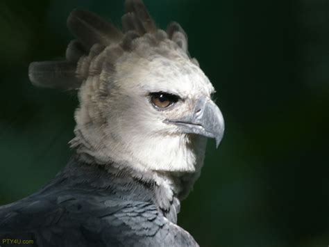 Wild Life Animal: Harpy Eagle a Neotropical Species Animal