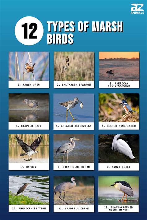 12 Impressive Types Of Marsh Birds Az Animals
