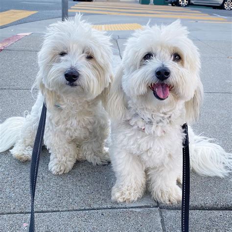 14 Things To Know About The Coton De Tulear Petpress