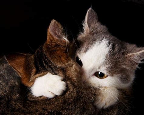 Cat Love Wallpapers Group 72