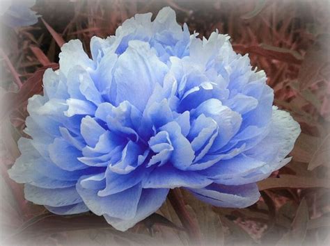 Pin By Mieko2 On Plants I Want Flowers Blue Peonies
