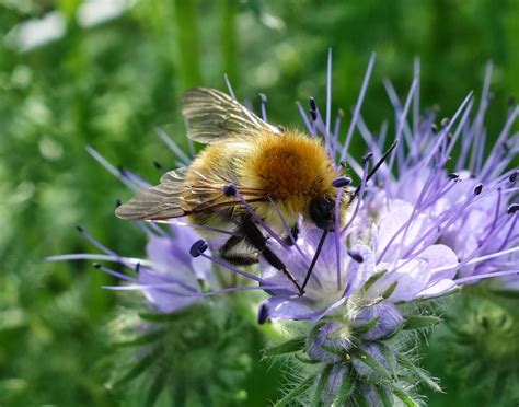 Flowers good for bees uk. Urban Pollinators: Phacelia tanacetifolia - a great plant ...