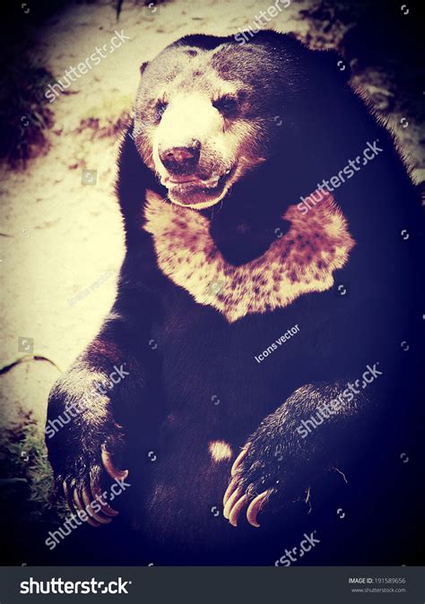 Black Bear Zoo Stock Photo 191589656 Shutterstock