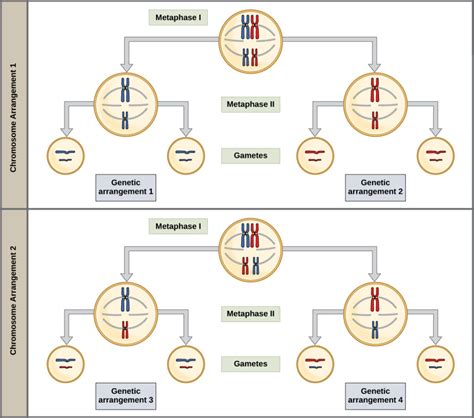 For instance, all organisms are made up of cells that process hereditary information encoded in genes, which can be transmitted to future generations. The Process of Meiosis | Biology I