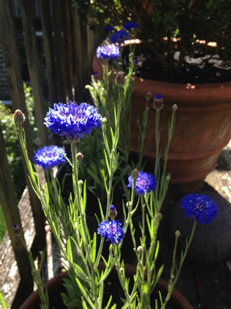 In french herbal medicine, cornflower is still used as a medicine for the eyes. Cornflowers. 7.1.14 | Plants, Garden, Cornflower