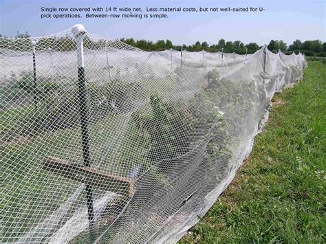 Bird Netting Pictures And Ideas For Bramble And Blueberry Plantings Department Of Horticulture