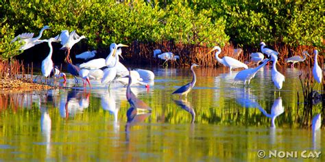 The Return Of The Water Birds Noni Cay Photography