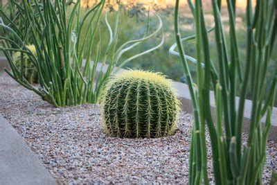 Tag along our adventures through sheltered areas of. Low Maintenance Desert Plants & Flowers | Mesquite ...
