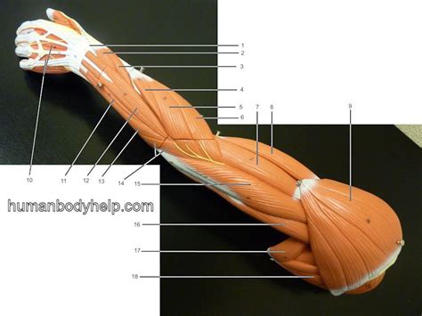 Upper Extremity – lateral – Human Body Help