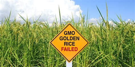 What Is Nutritionally Enhanced Golden Rice And Why Is It Controversial Genetic Literacy Project