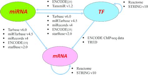 The Data Sources For Constructing The Mirna Tf Mrna Regulatory Network