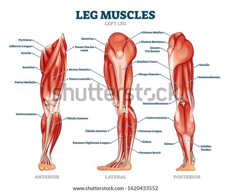 Leg And Hip Muscles Anatomy