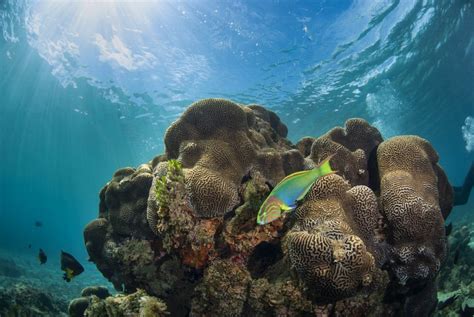 Extraordinary Diversity Of Shallow Reef Habitats In Australian Marine
