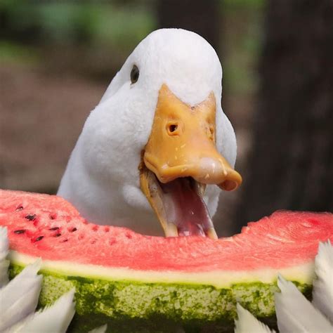 Instagram Aflac Duck Duck Bird Pet Ducks