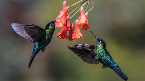 Iphone wallpaper flower design resources · aesthetic 4k mobile phone backgrounds & wallpapers. Wallpaper Hummingbird, two birds, flight, wings, flowers ...