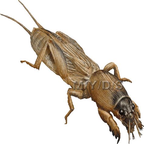 Crickets have a cosmopolitan distribution, being found in all parts of the world with the exception of. Cricket animal clipart collection - Cliparts World 2019