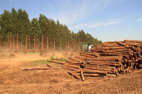 Pine Tree Plantation Stock Image Image Of Pinus Invasive 65626009