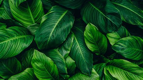 Closeup View Of Green Plant Leaves Hd Green Aesthetic Wallpapers Hd