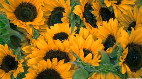 Sunflower, sunflower field, yellow flowers, sunflowers, blossom. Sunflower Wallpapers (72+ images)